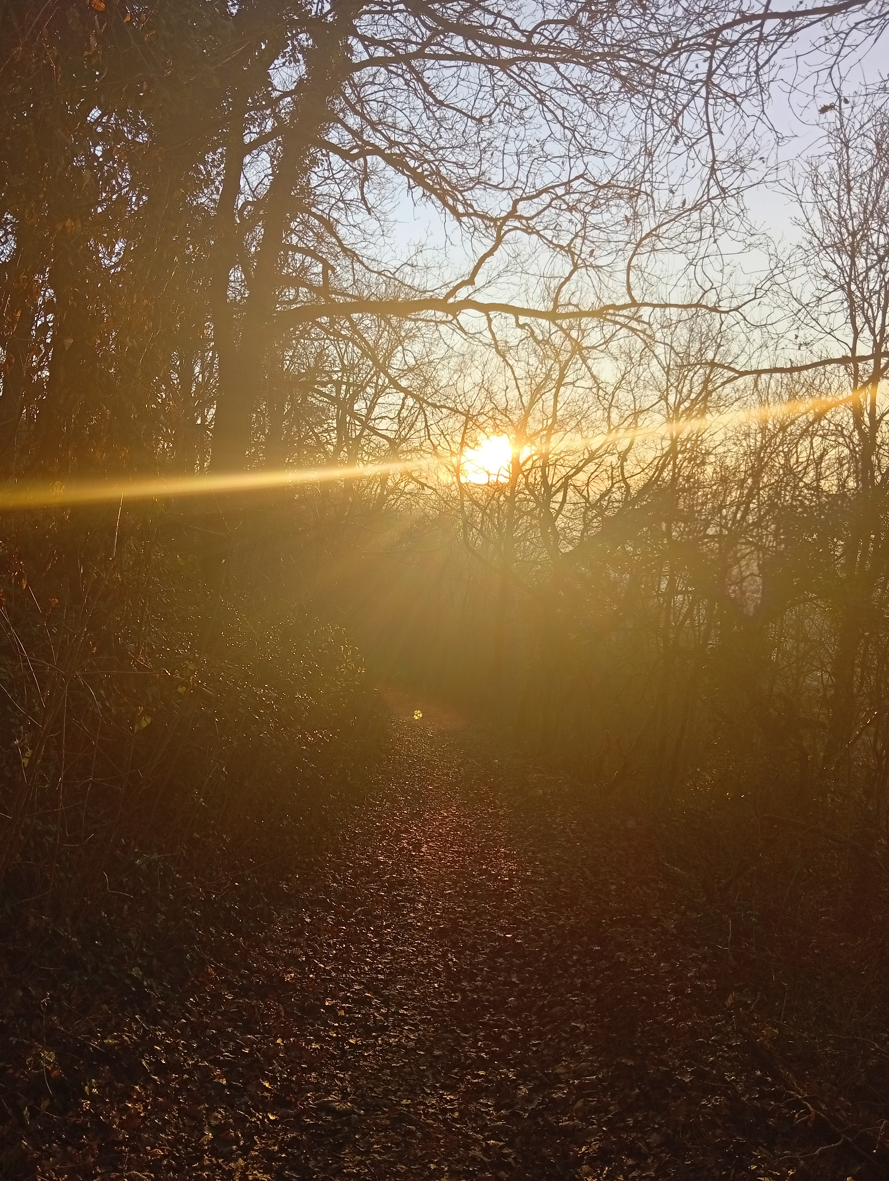 Callisténie et street Workout